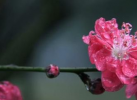 三月桃花盛开，爱情运势最佳的属相：幸福美满，桃花自动找上门！
